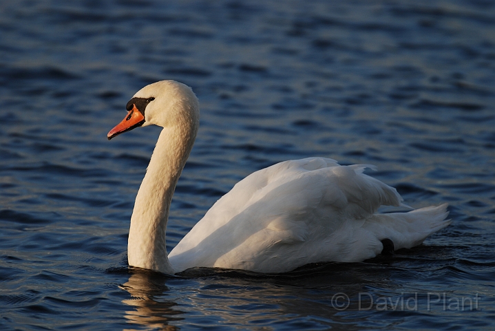 Mute swan male - H.JPG - Mute swan - Welney